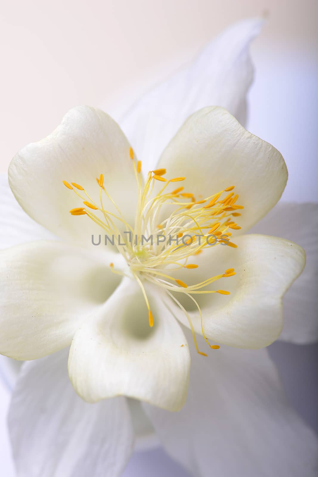 Close up image of white tulip on black by fotoscool
