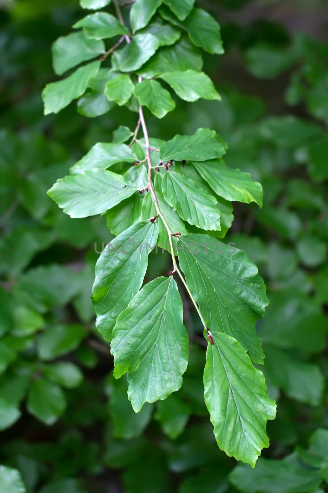 Branch of a Persian Ironwood (lat. Parrotia persica) by fisfra