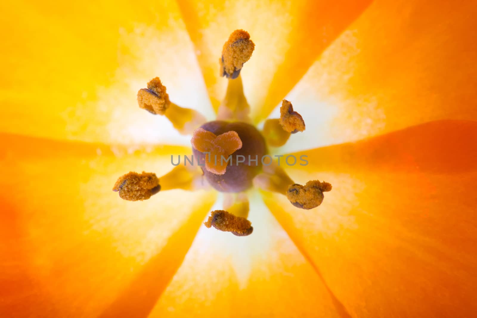 Close-up of a Sun Star (lat. Ornithogalum Dubium) with pistil and petals