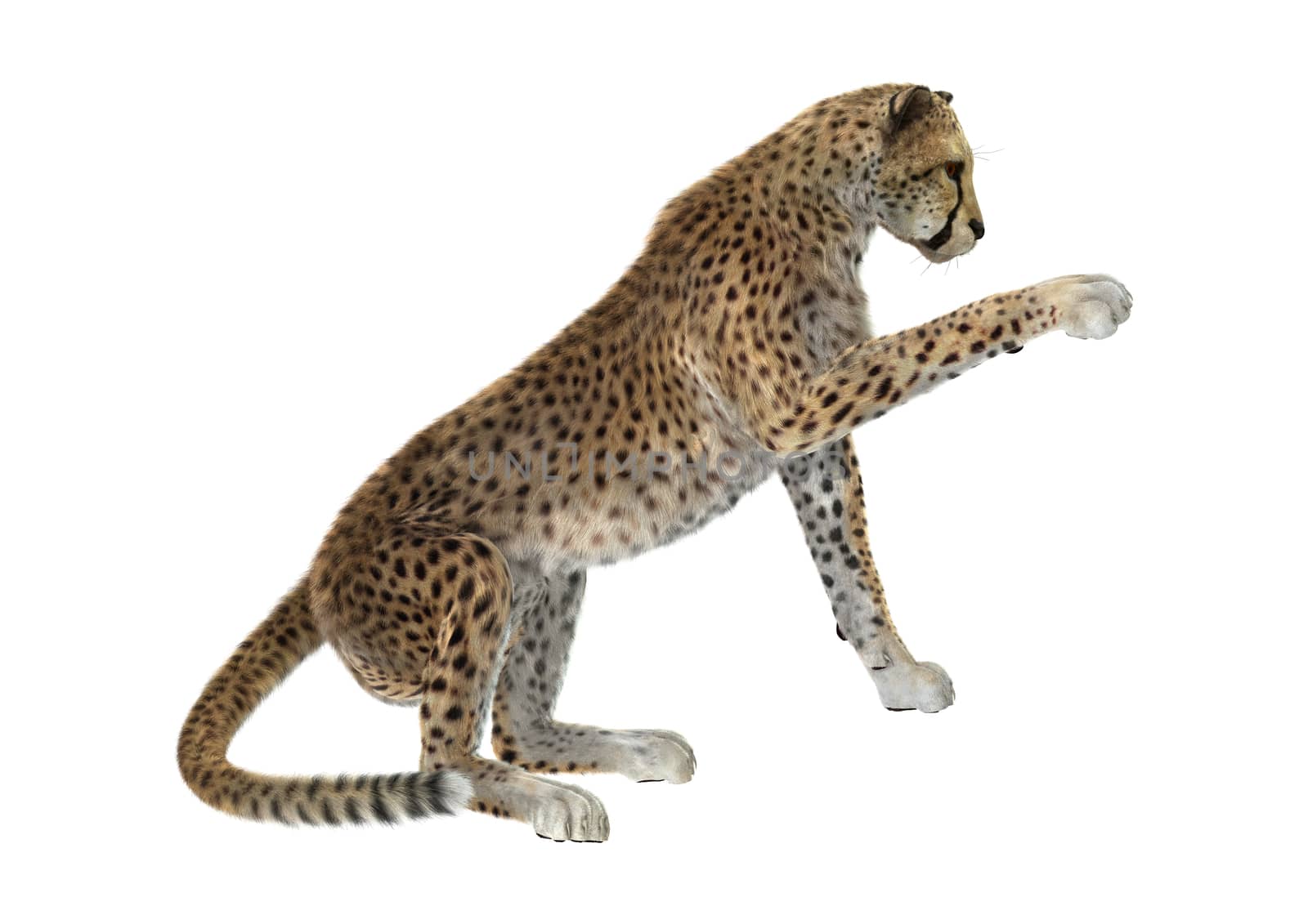 3D digital render of a big cat cheetah isolated on white background