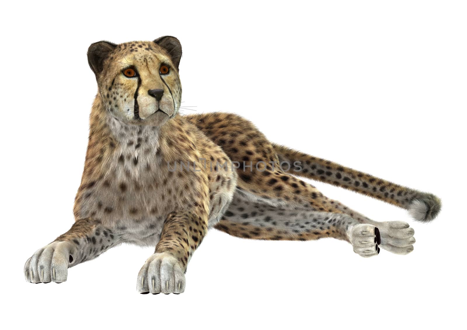 3D digital render of a big cat cheetah resting isolated on white background