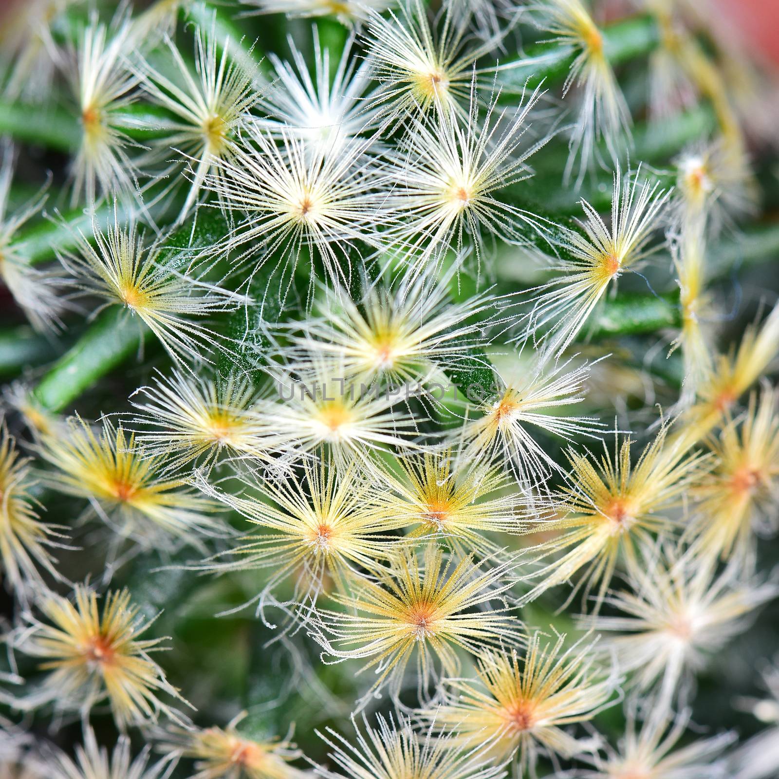 Nature background texture, green abstract cactus succulent plant, selective focus