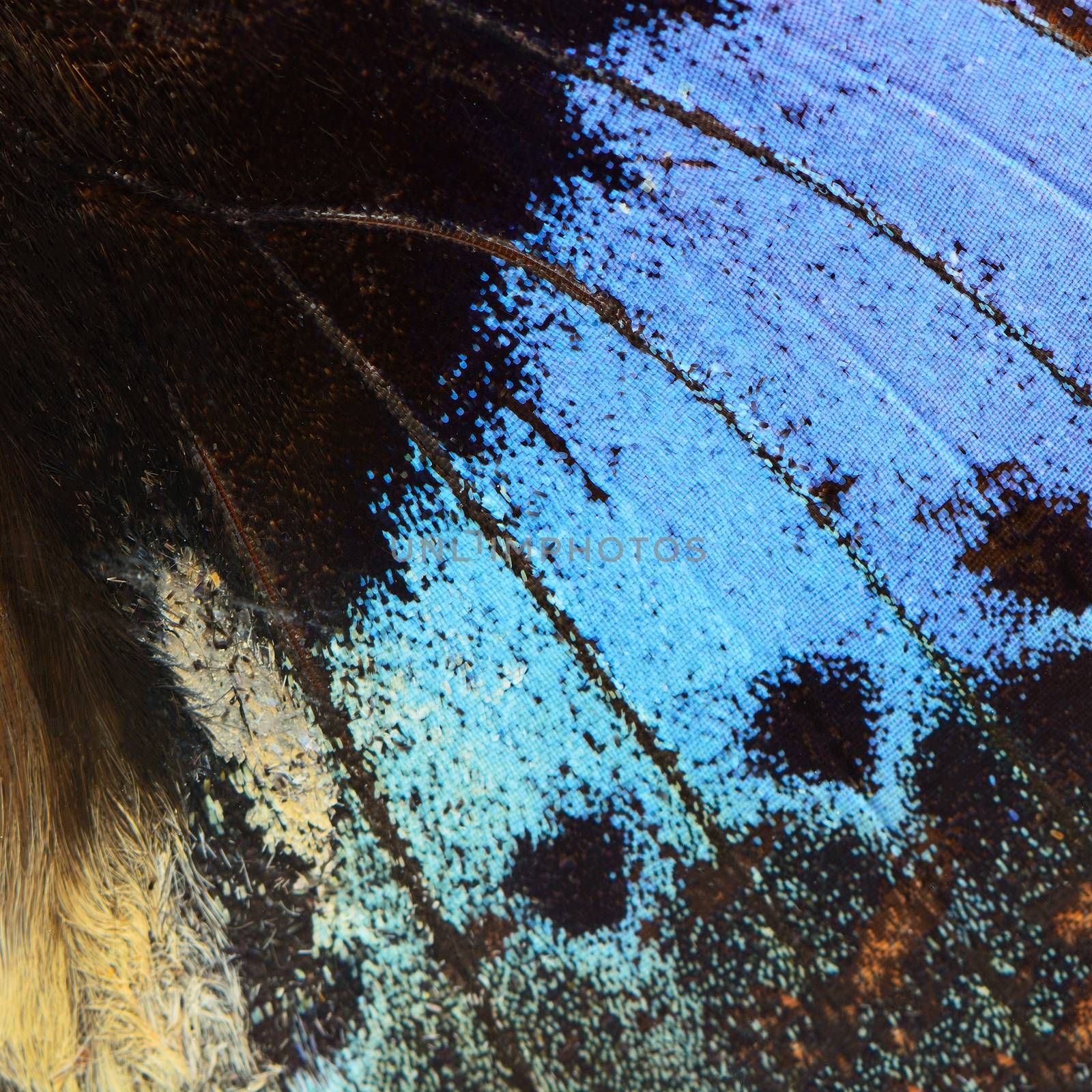 Nature texture, derived from blue butterfly wing background