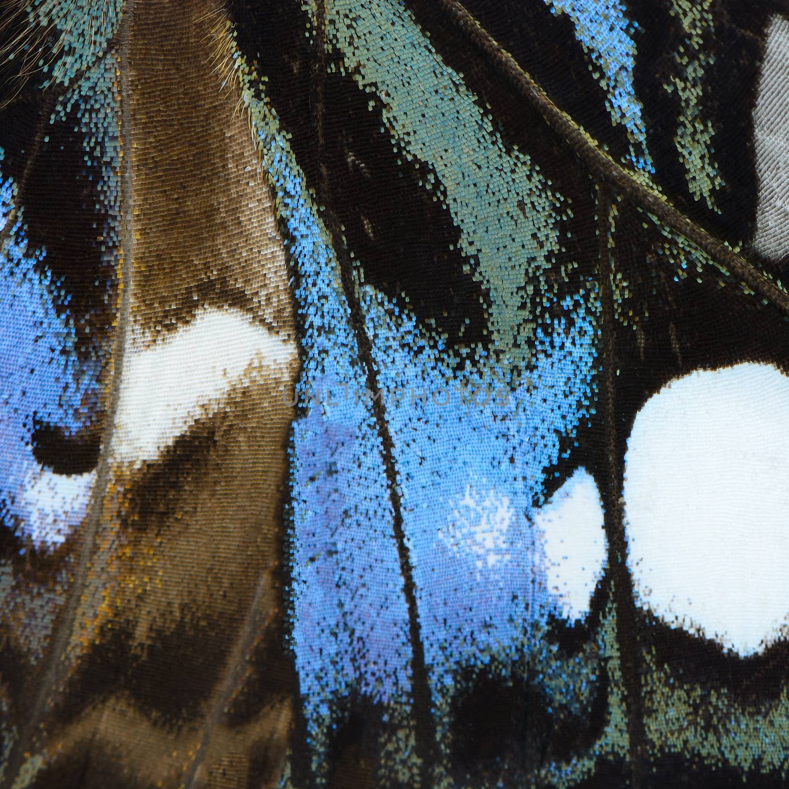 Nature texture, derived from blue butterfly wing background