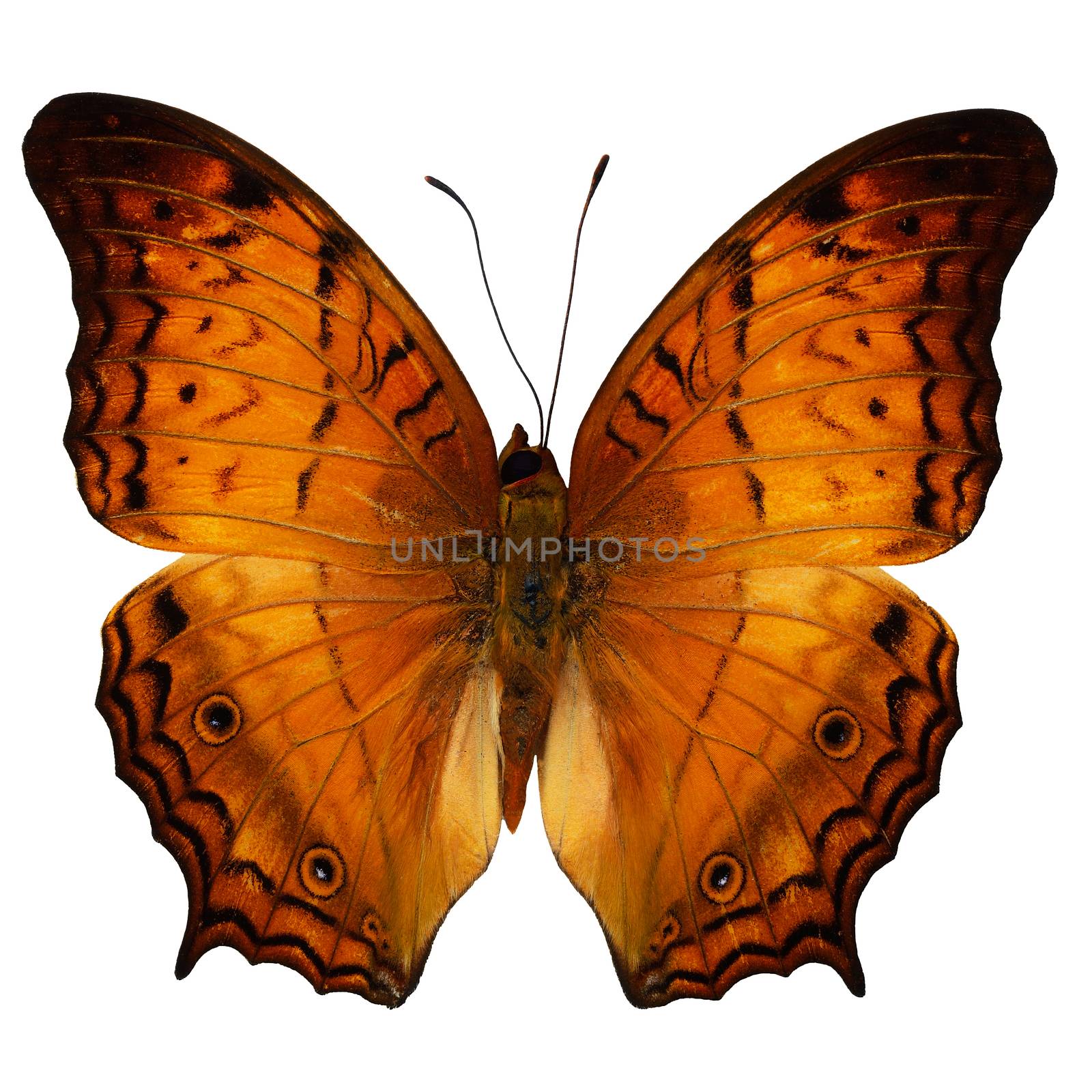 Orange butterfly, Common Cruiser butterfly (Vindula erota), upper wing profile, isolate on white background
