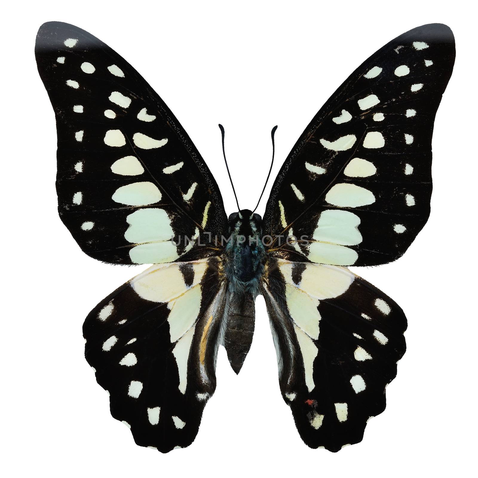 Common Jay butterfly  by panuruangjan