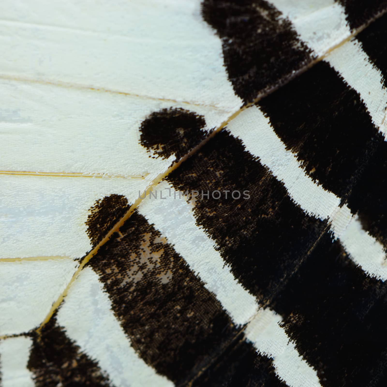 green and black butterfly wing by panuruangjan