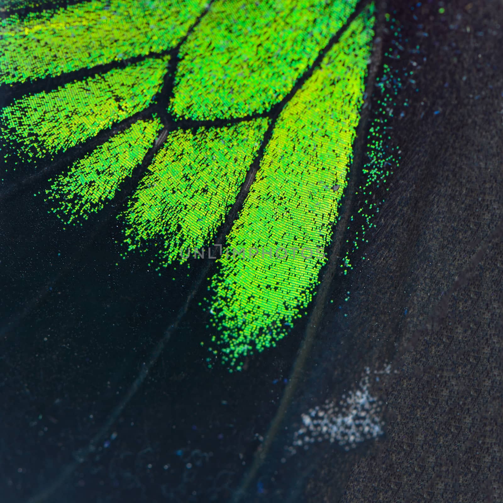 Nature texture, derived from green and black butterfly wing background