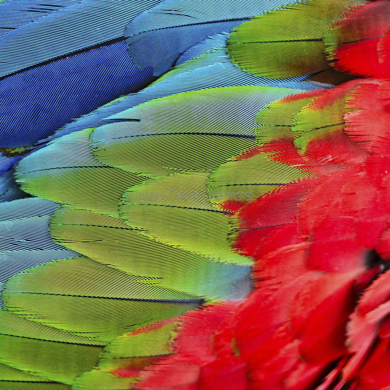 Beautiful nature background texture of Greenwinged Macaw feathers pattern