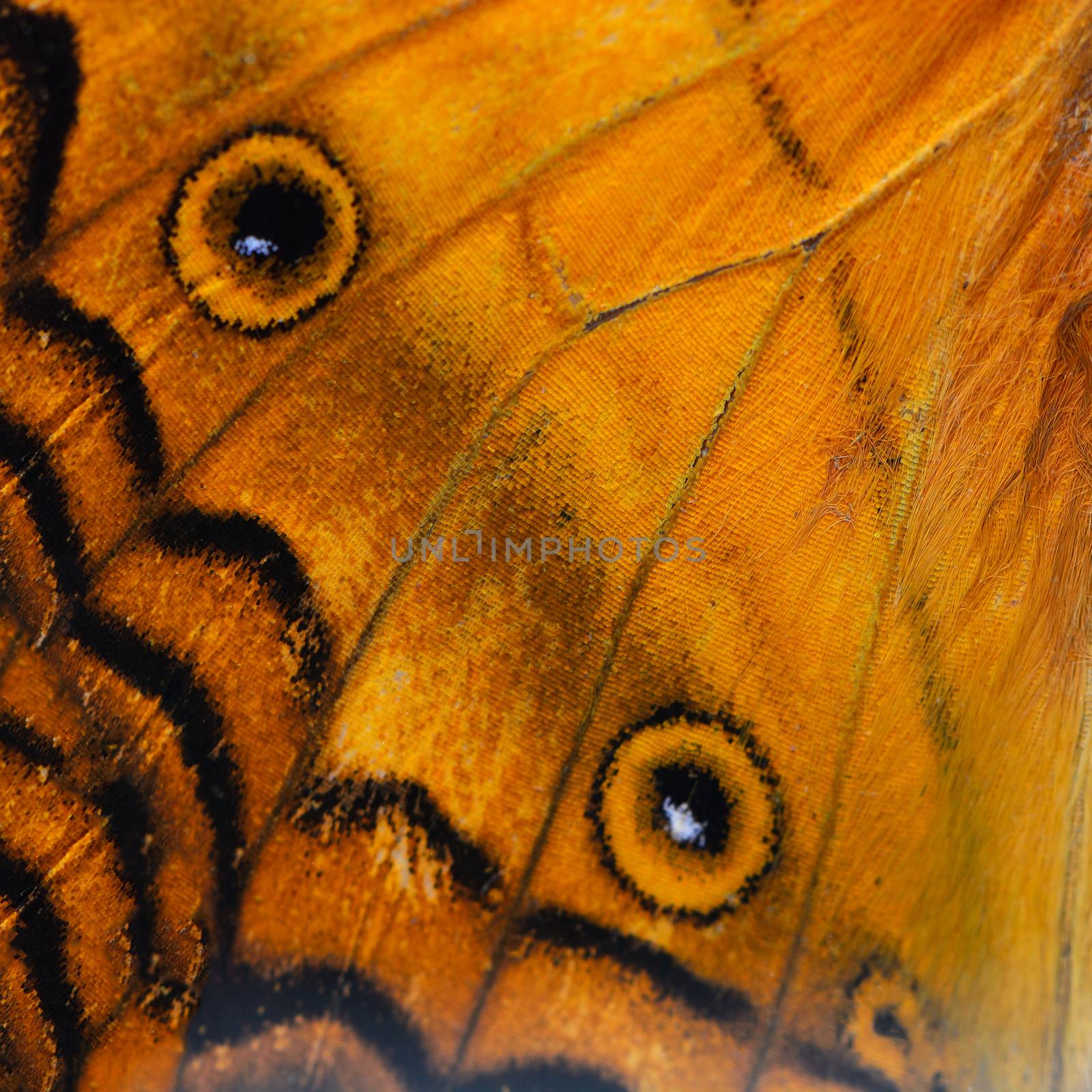 orange butterfly wing by panuruangjan