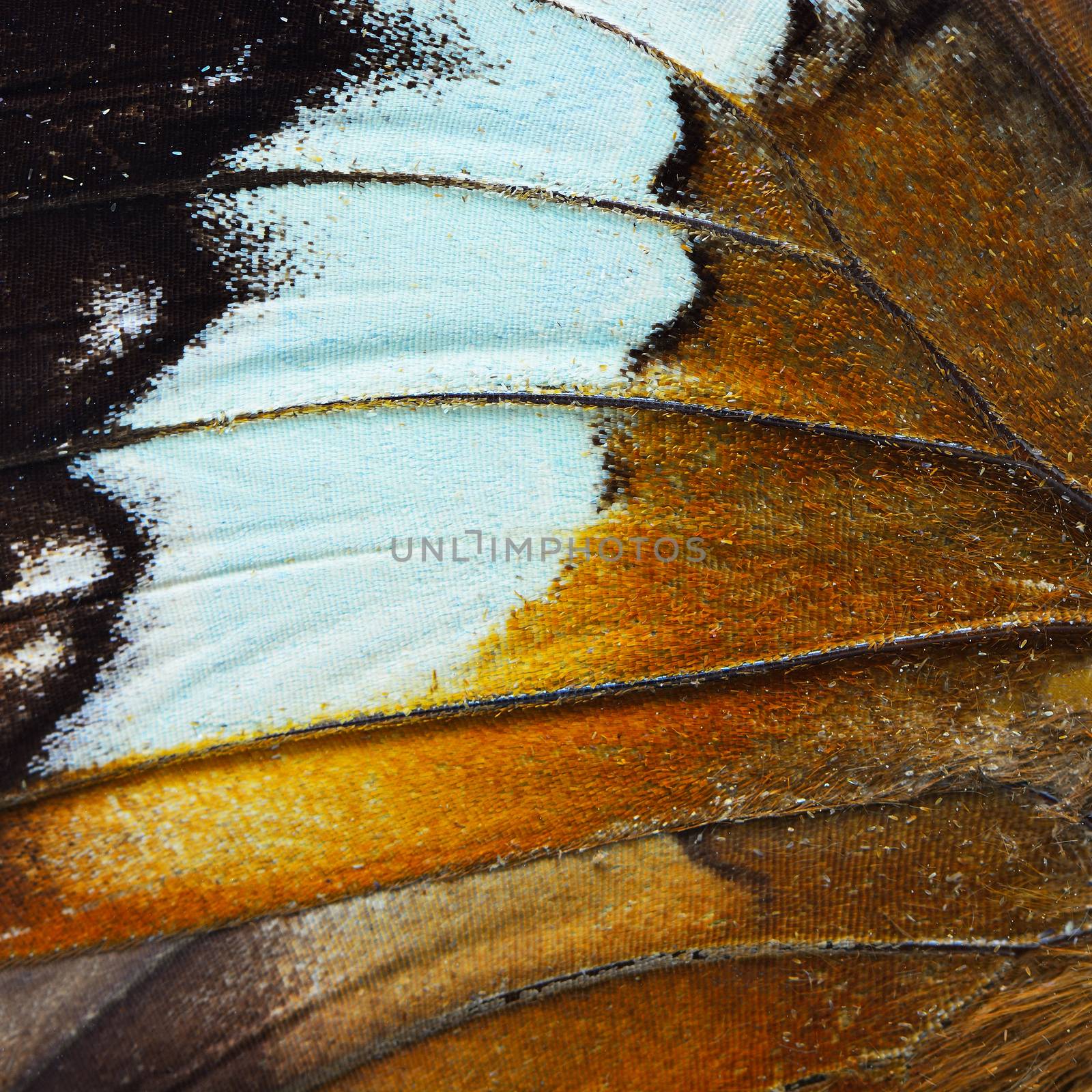 Nature texture, derived from orange butterfly wing background