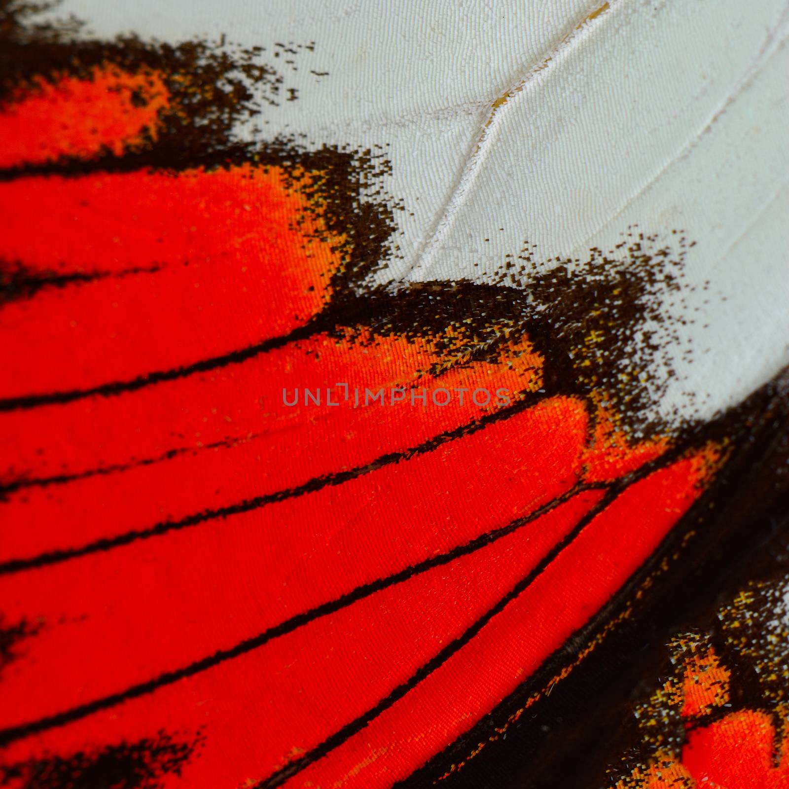red butterfly wing  by panuruangjan