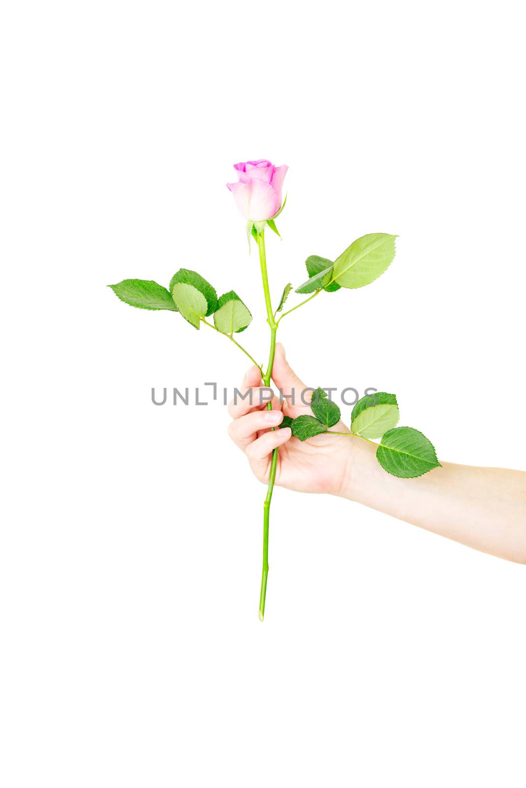 Female hand holding a single red rose isolated by Nanisimova