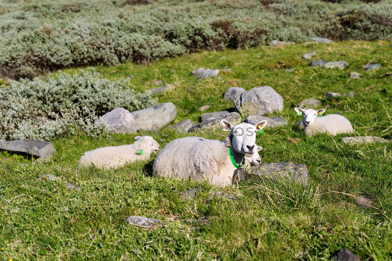 Sheep at mountains by Nanisimova
