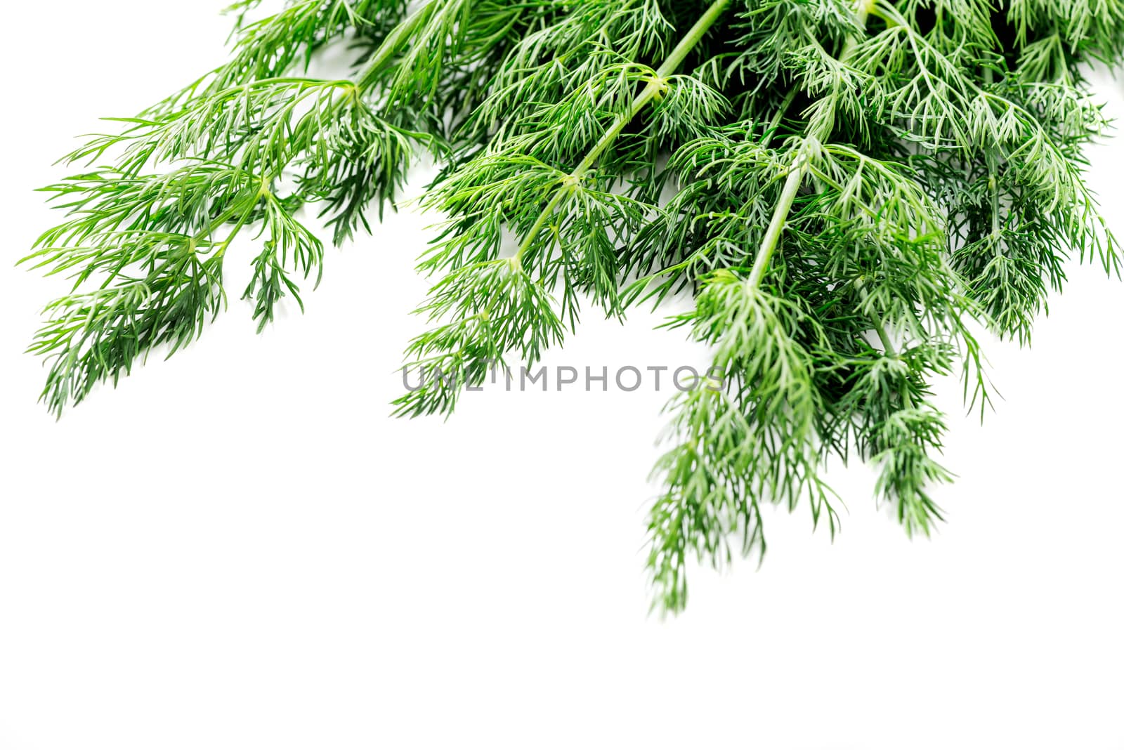 Bunch of fresh dill Isolated on white background macro