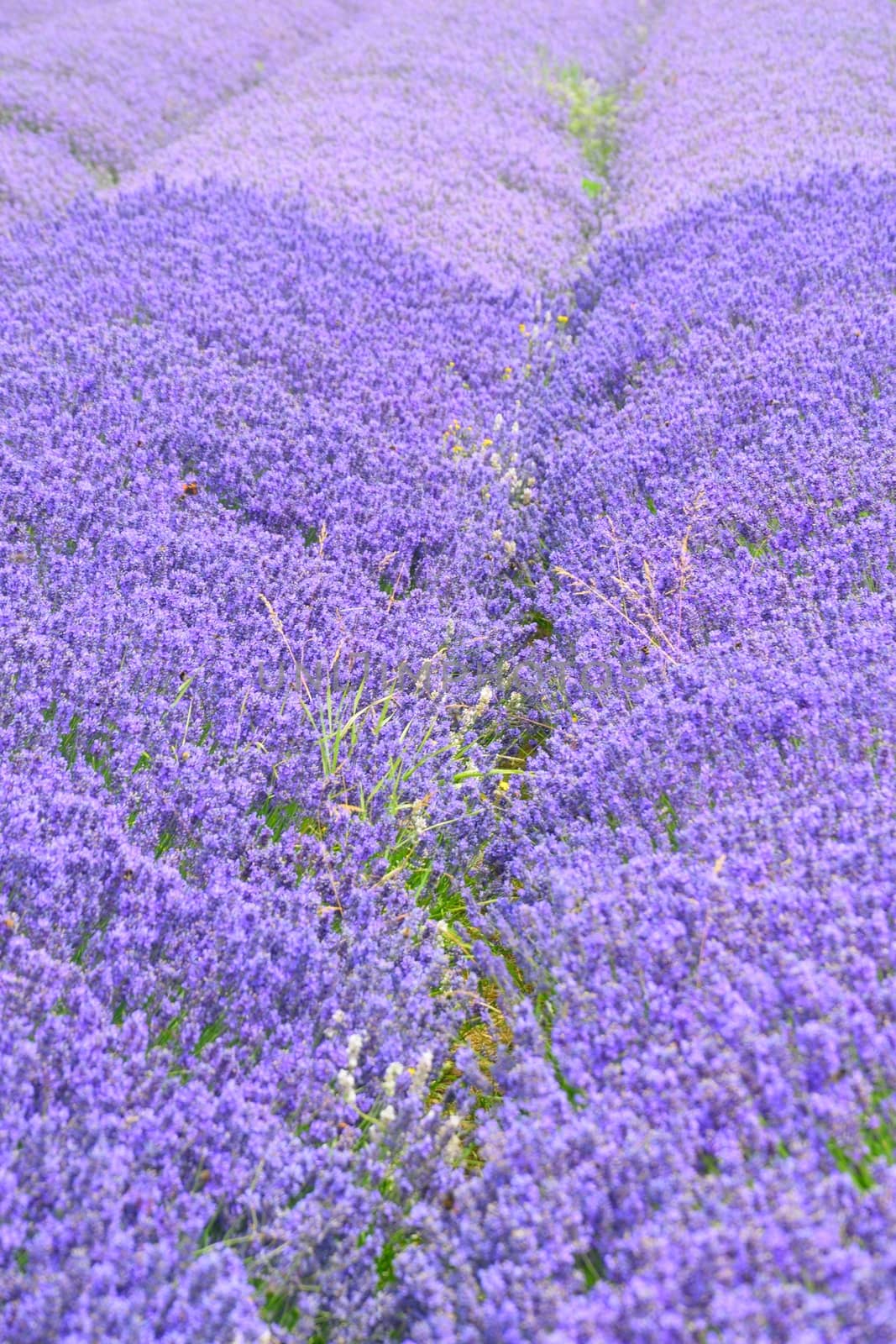 Lavender rows by pauws99