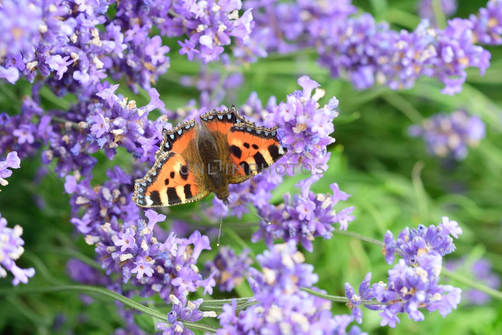 Butterfly with lavender background