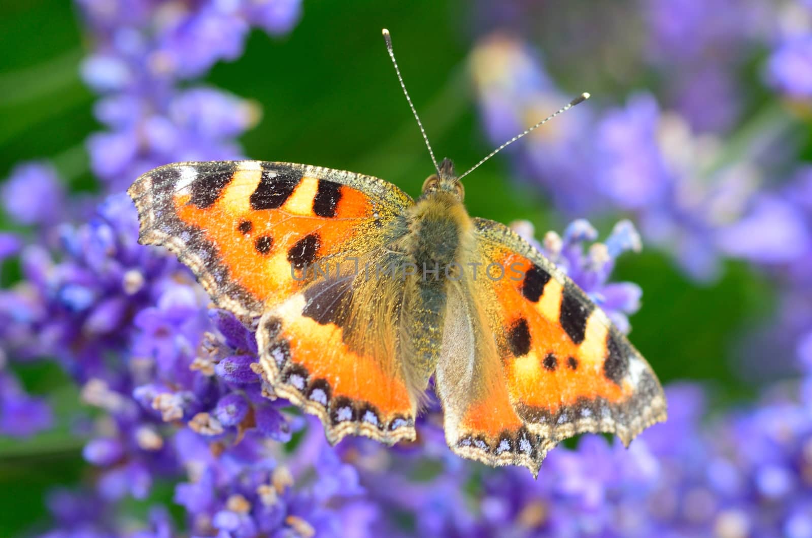 Painted lady butterfly on lavender flower