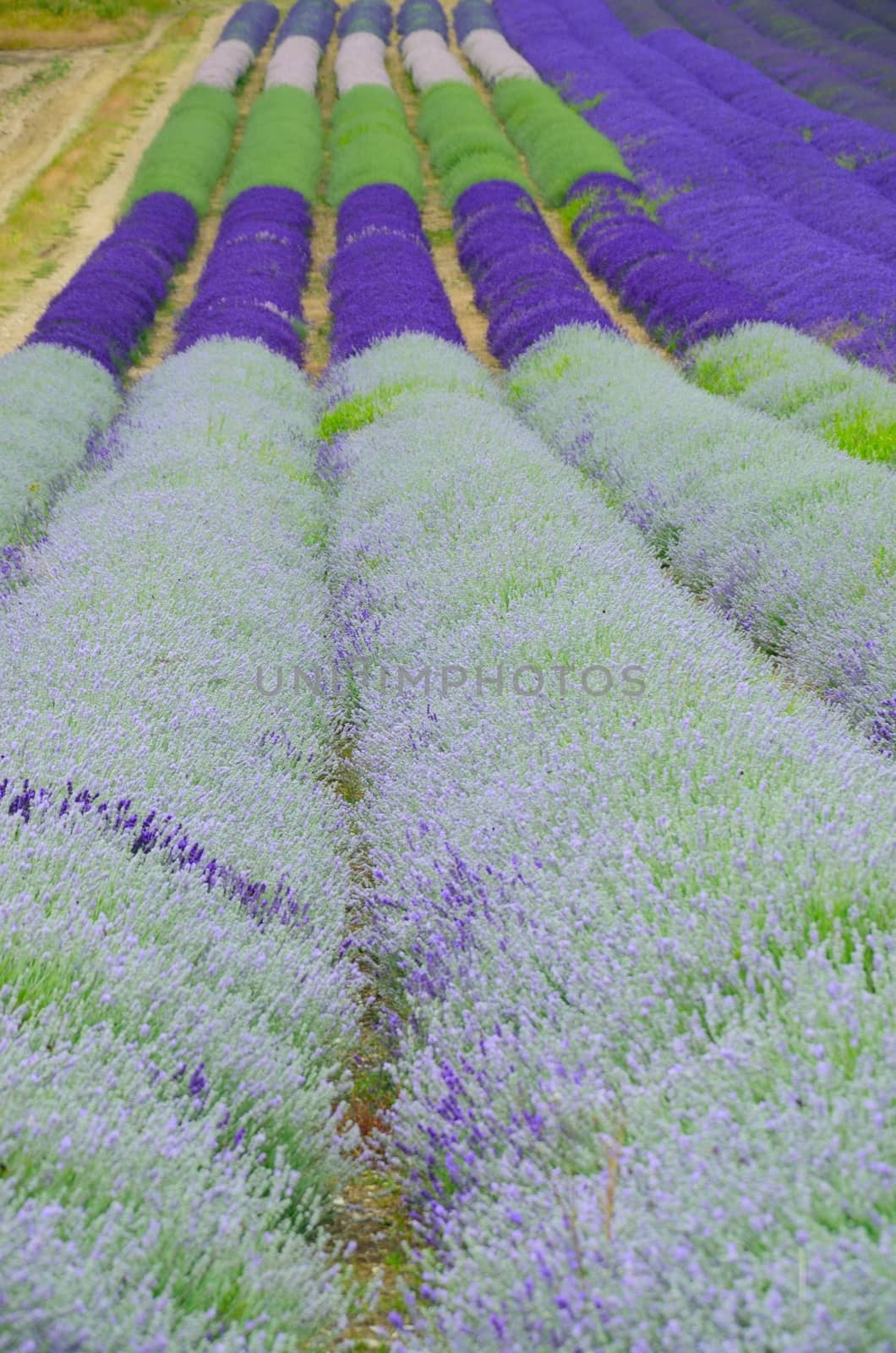 Long rows of Lavender in field