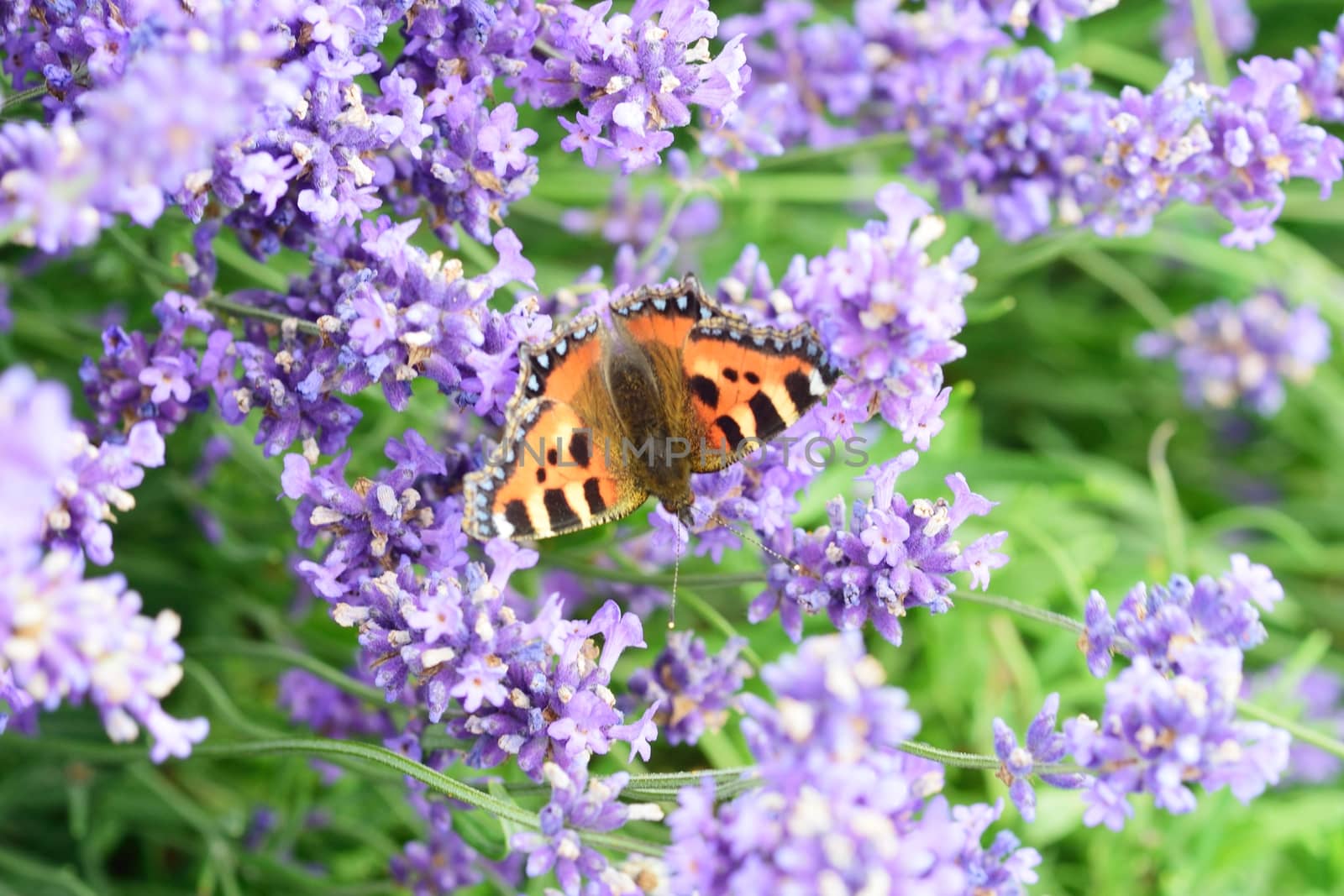 Butterfly on lavender flowers by pauws99