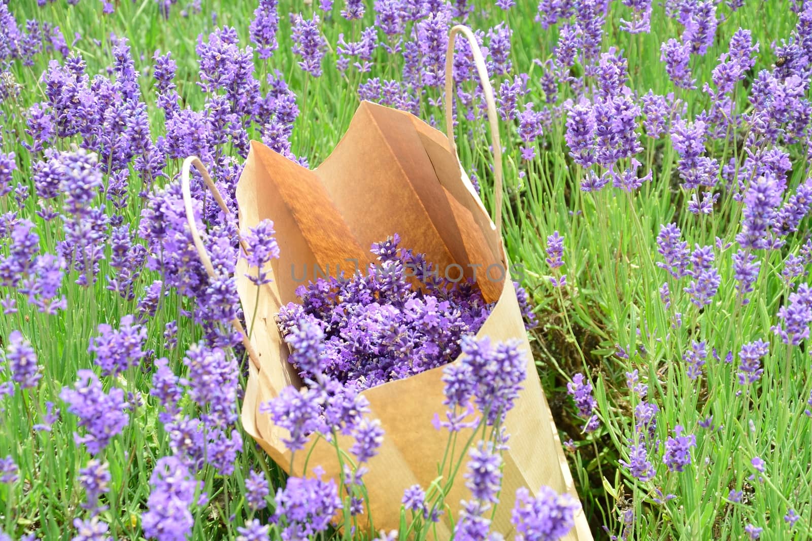 Hand picked Lavender in paper bag