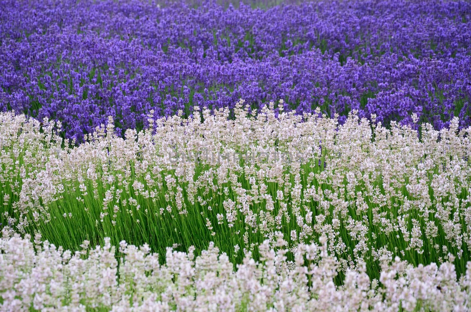 Purple and white lavender in field