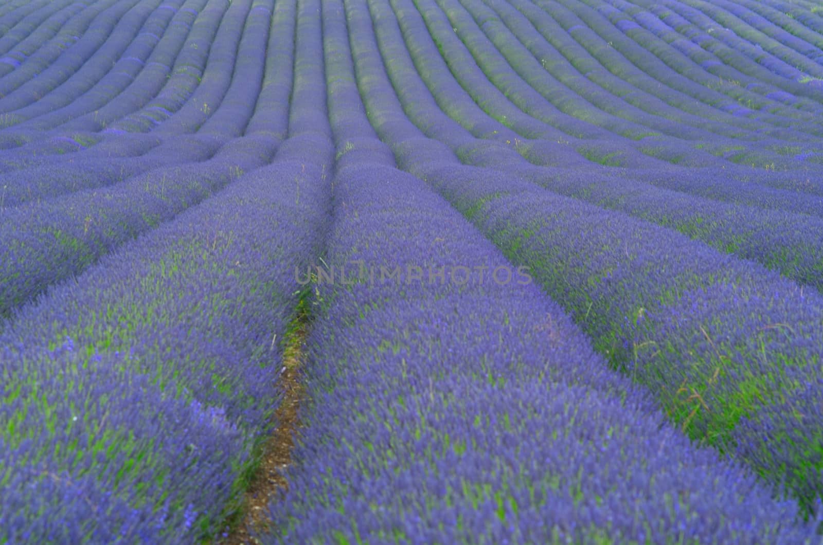 Rows of purple Lavender