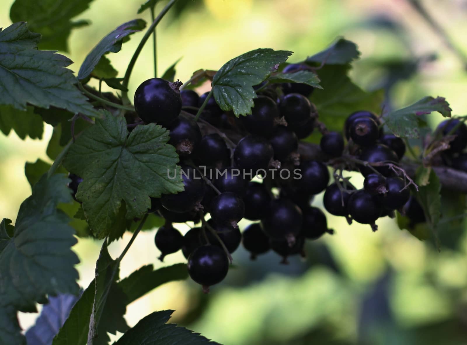tree black currant and gren leaves and green background
