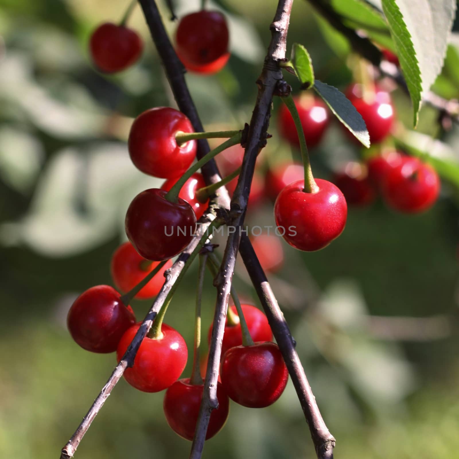 sour red cherries on the tree and green leaves