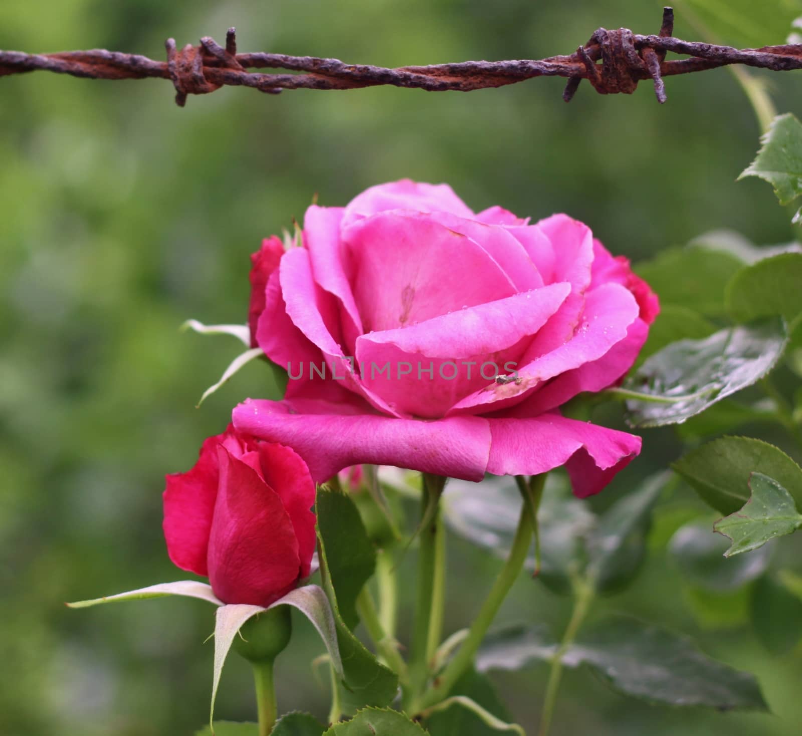Roses and barbed wire by jnerad