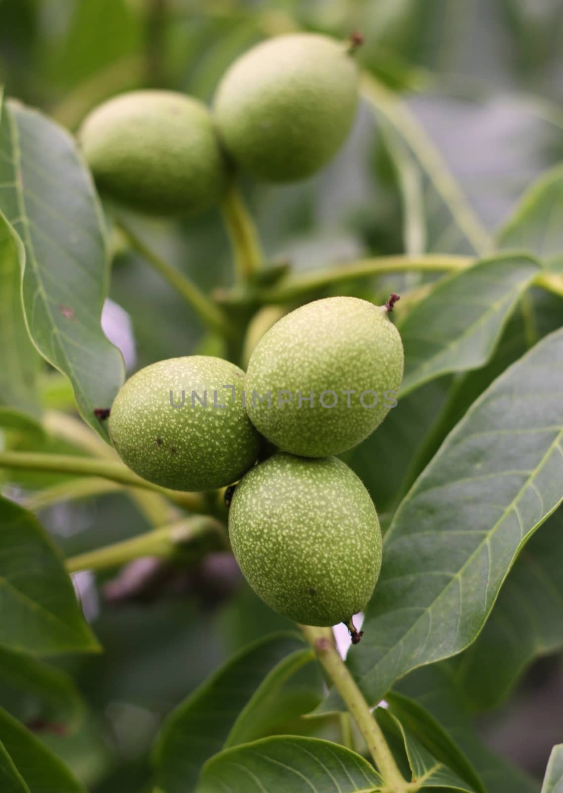 immature green walnuts on the tree by jnerad