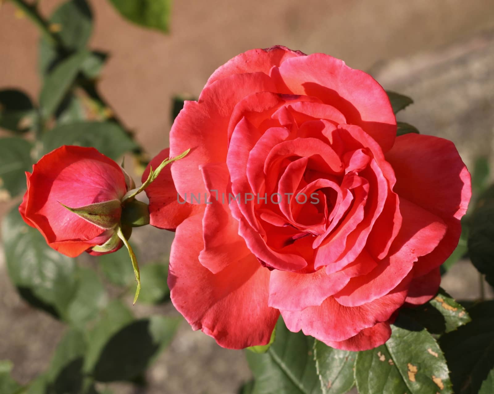 Beautiful romantic roses by jnerad
