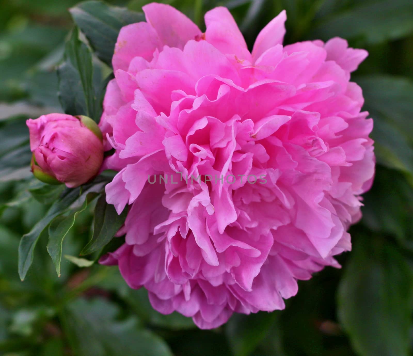 Georgeous peony in a full bloom by jnerad