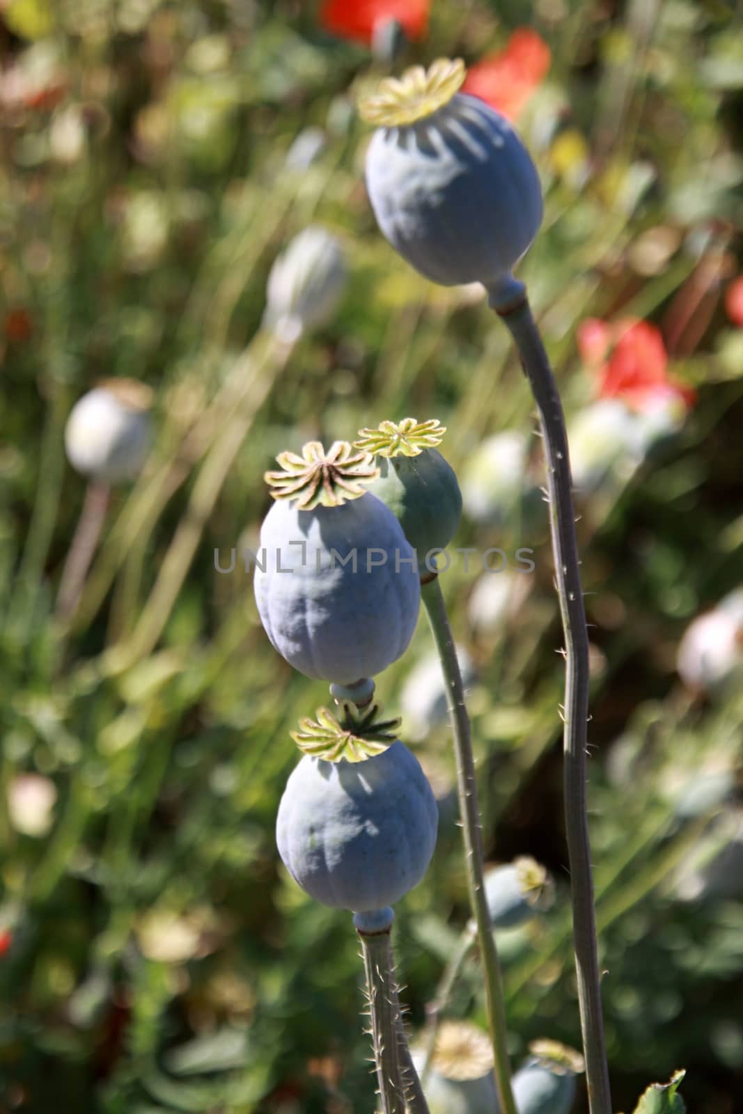 opium poppy field by jnerad