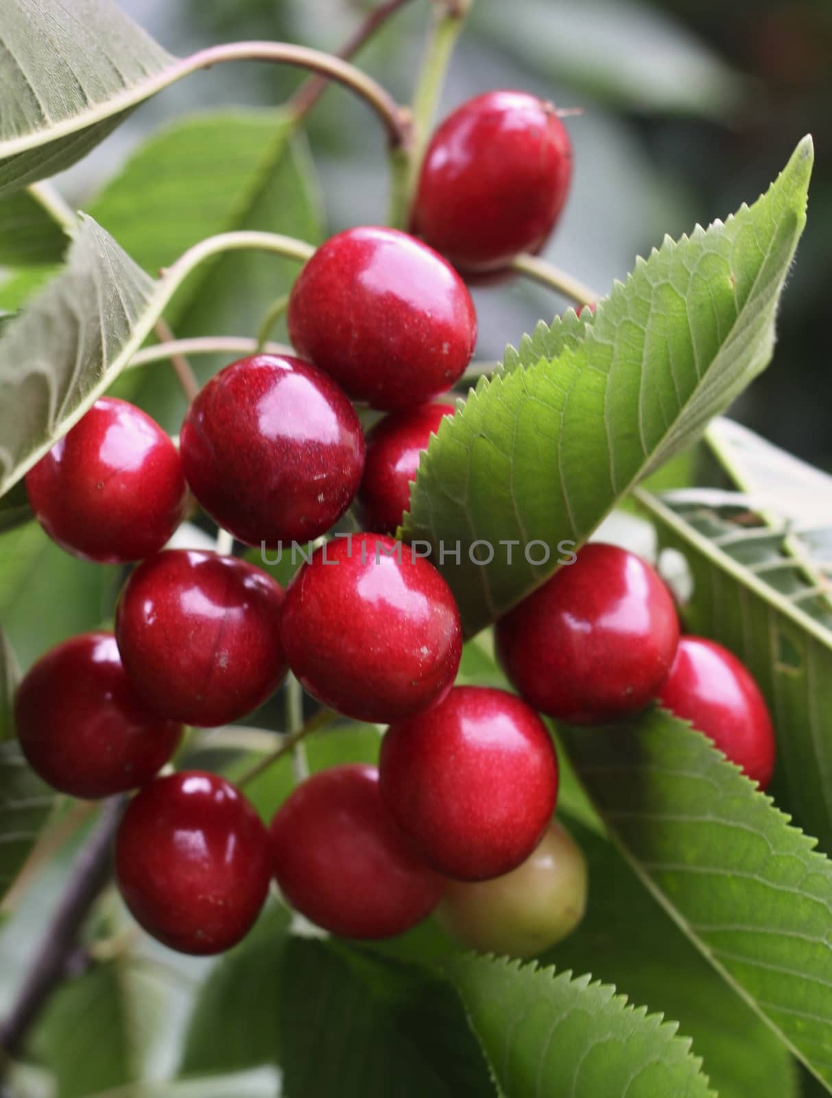 Red berry sweet cherry on a background of green leaves