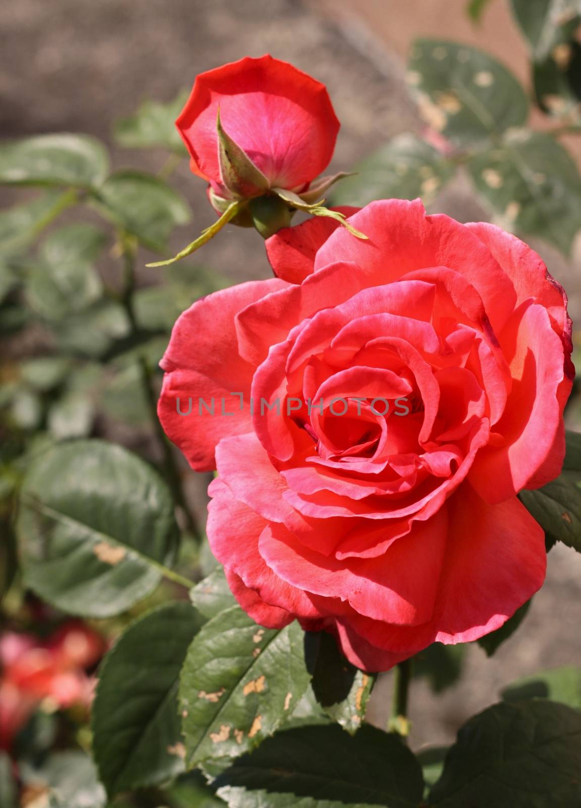 Beautiful romantic pink roses  by jnerad