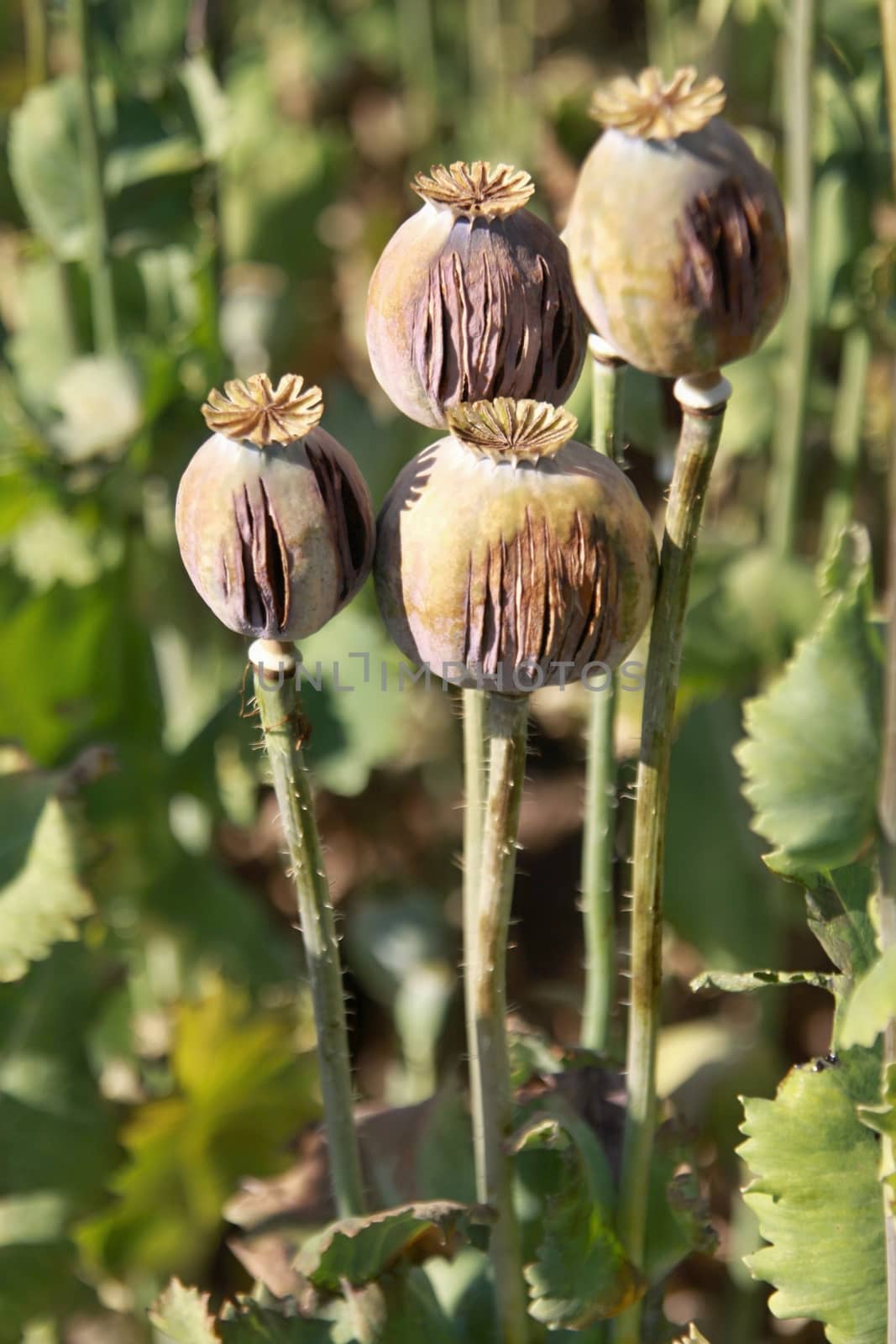 the immature opium poppy field and opium milk