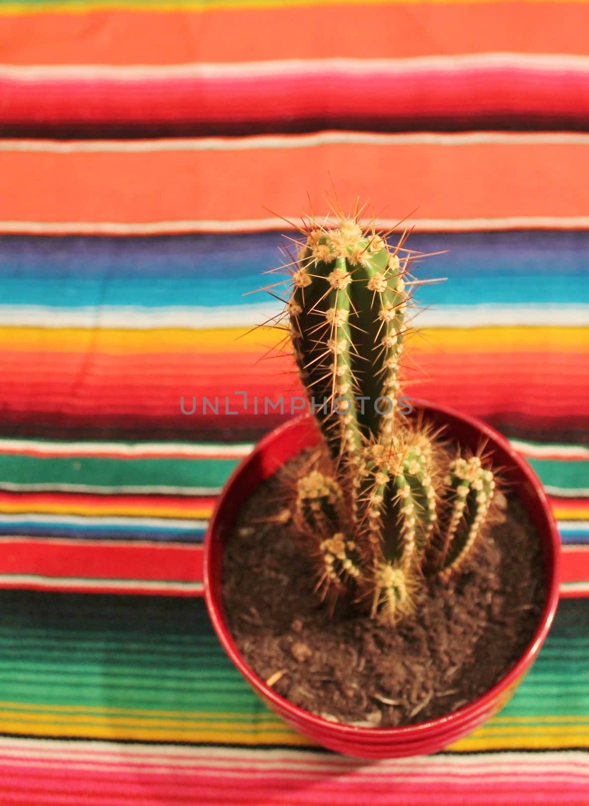 Traditional Mexican fiesta poncho rug  in bright colors and cactus with background with copy space