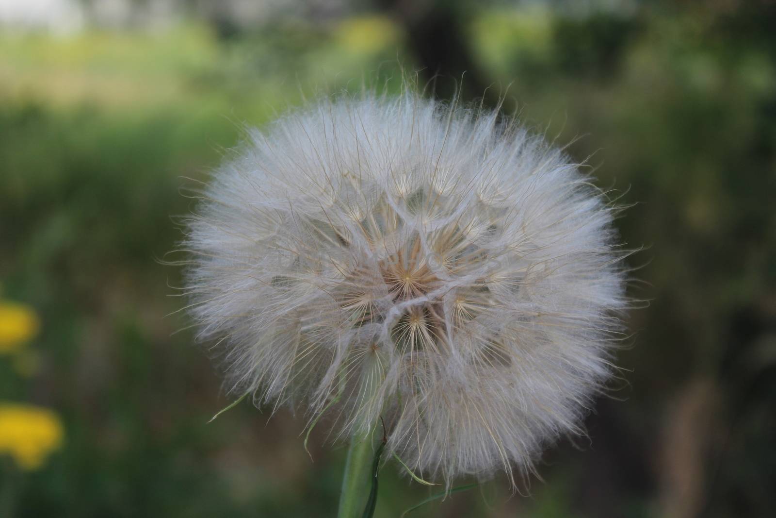 Salsify, Tragopogon. by nurjan100