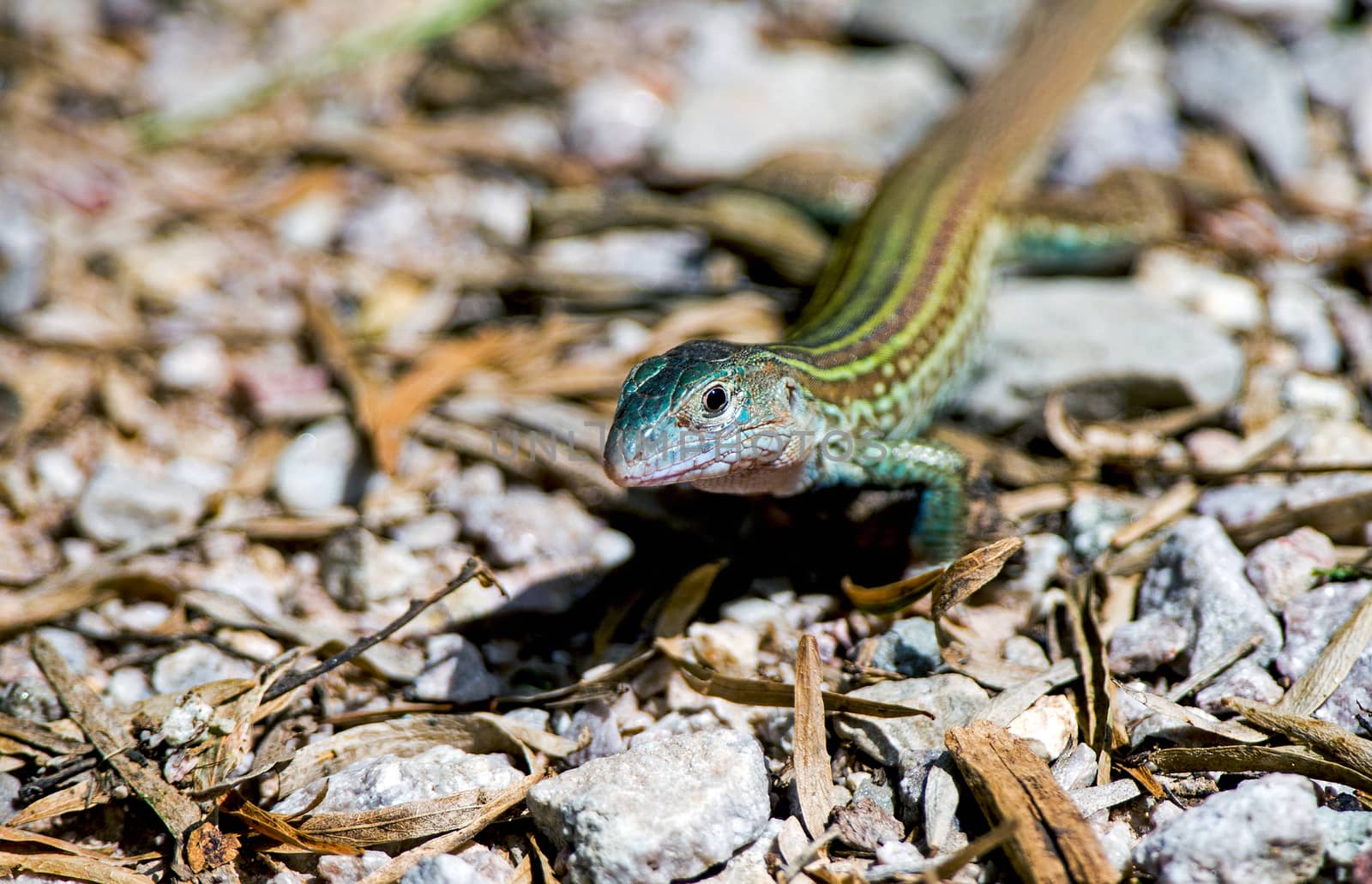 Texas spotted whiptail close-up