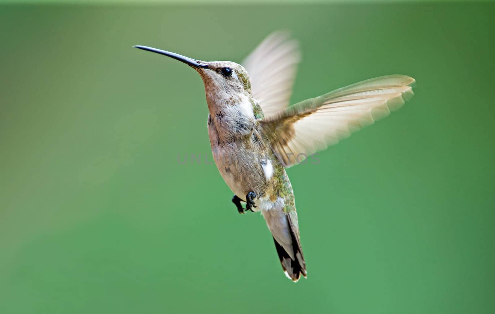 Black-chinned hummingbird by thomas_males