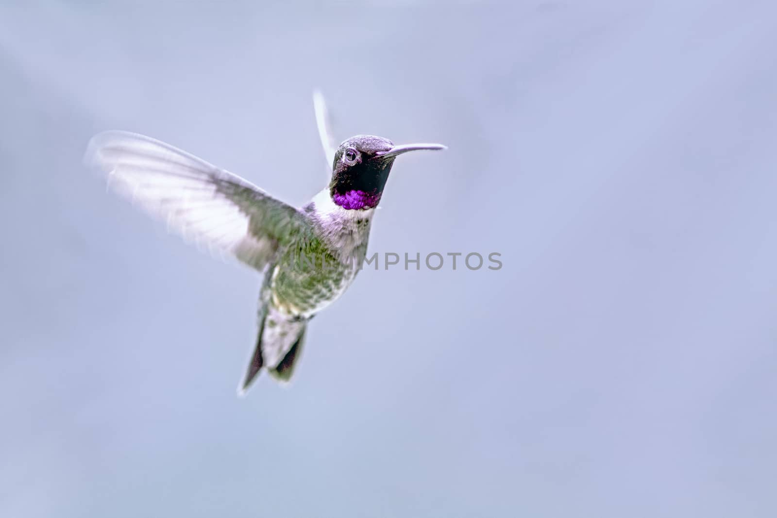 Black-chinned hummingbird by thomas_males