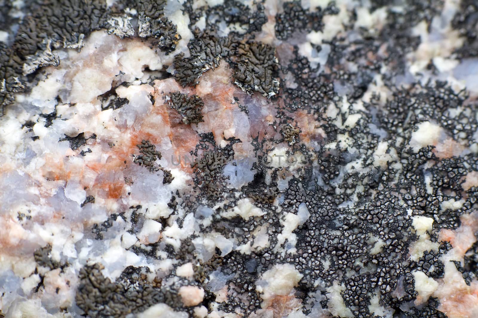 On surface of marble, quartzite crystals growing lichen. Macro