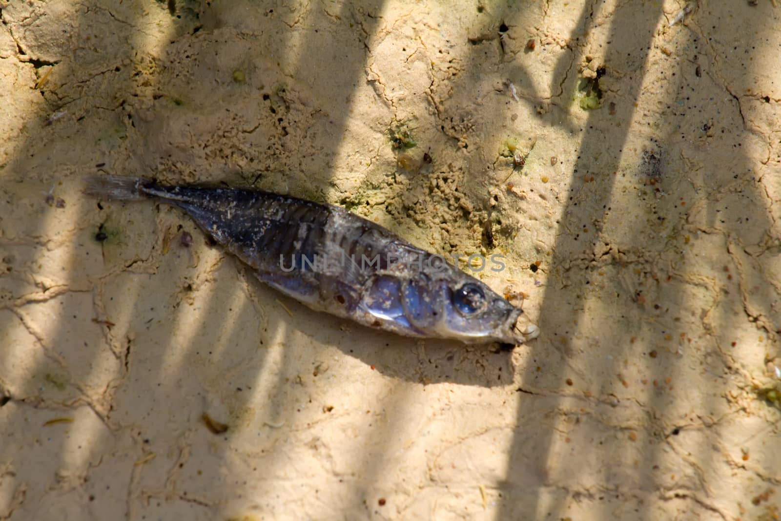 fish die on dry sand by max51288