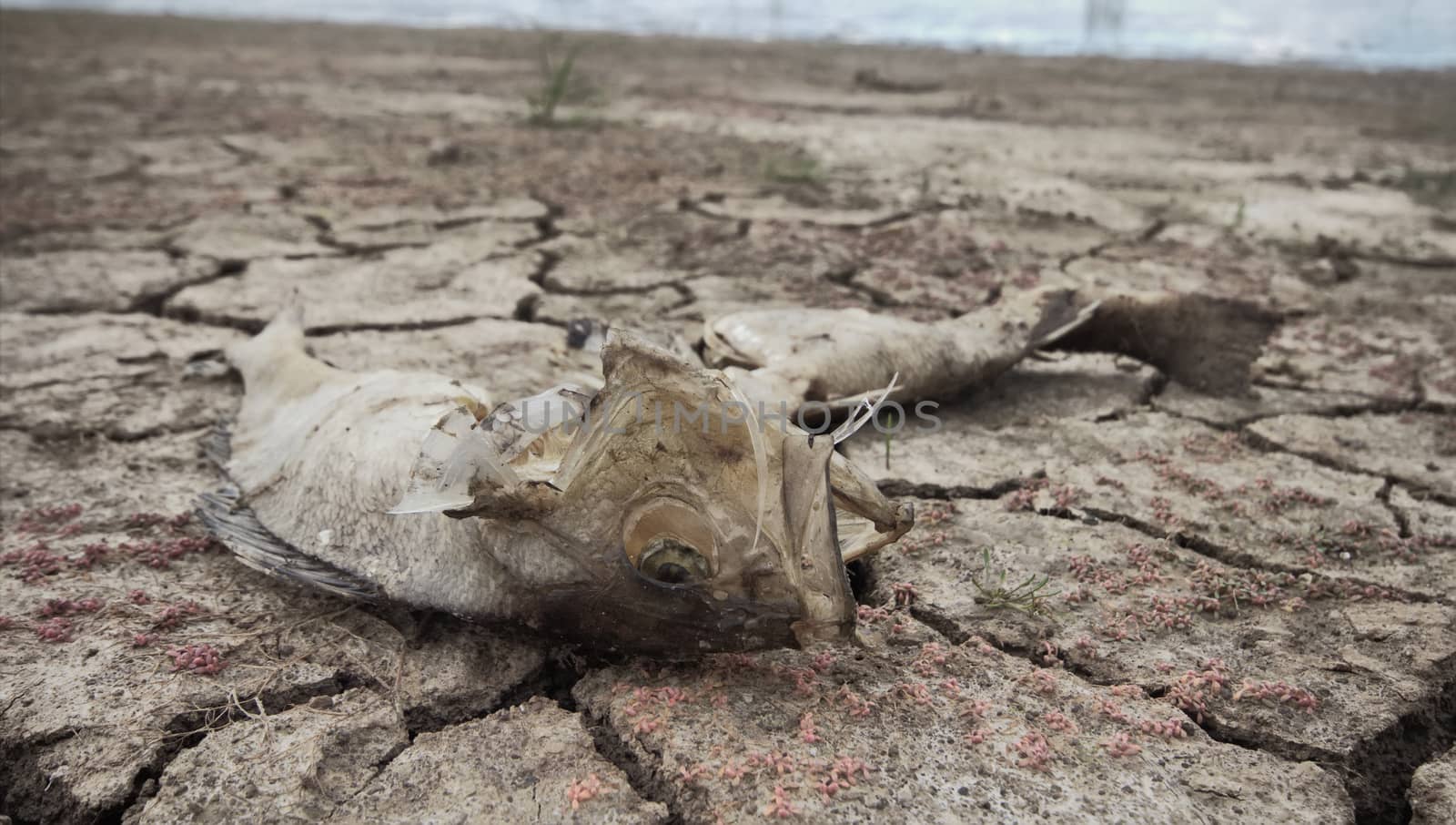 dead fish drought lake  heat by max51288