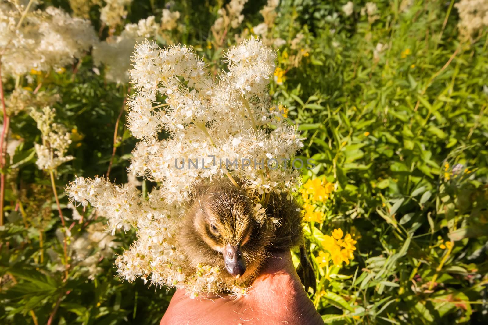 summer holiday young duckling on hand among flowers