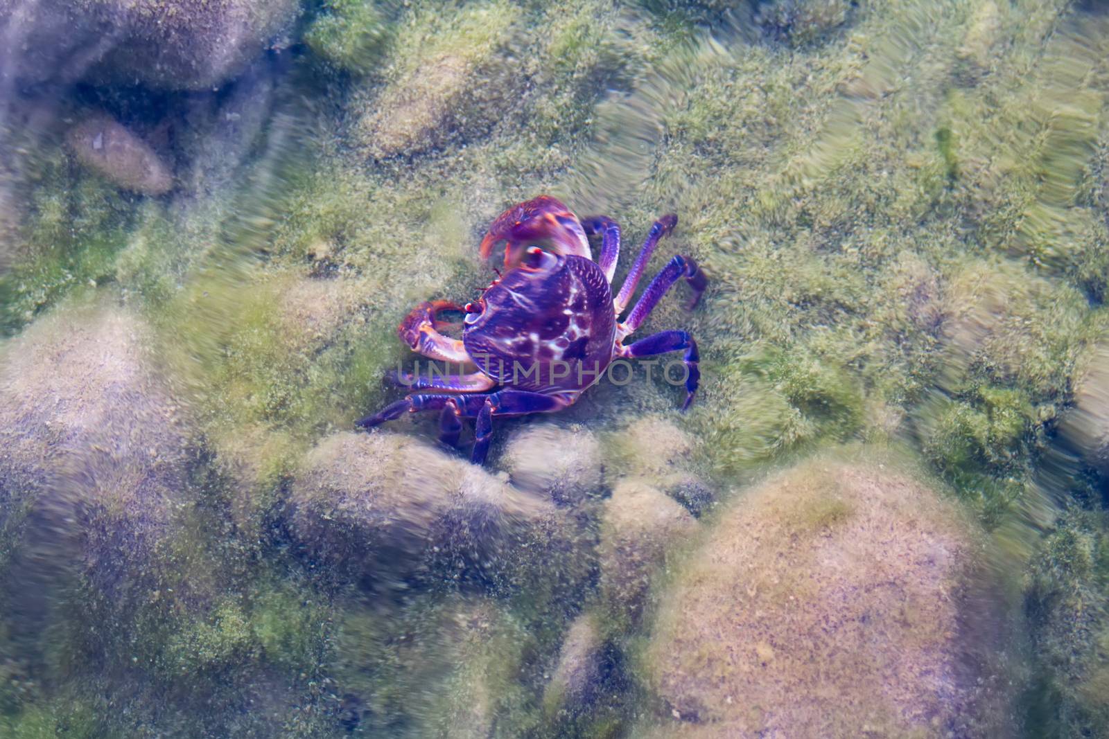Land river crab sits at  bottom of  transparent reservoir. View from  top.