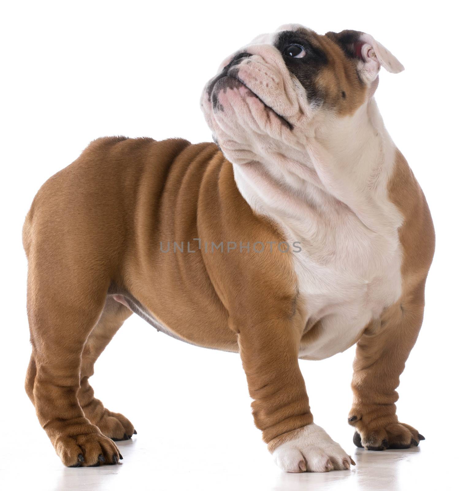 cute puppy standing looking up on white background - bulldog three months old