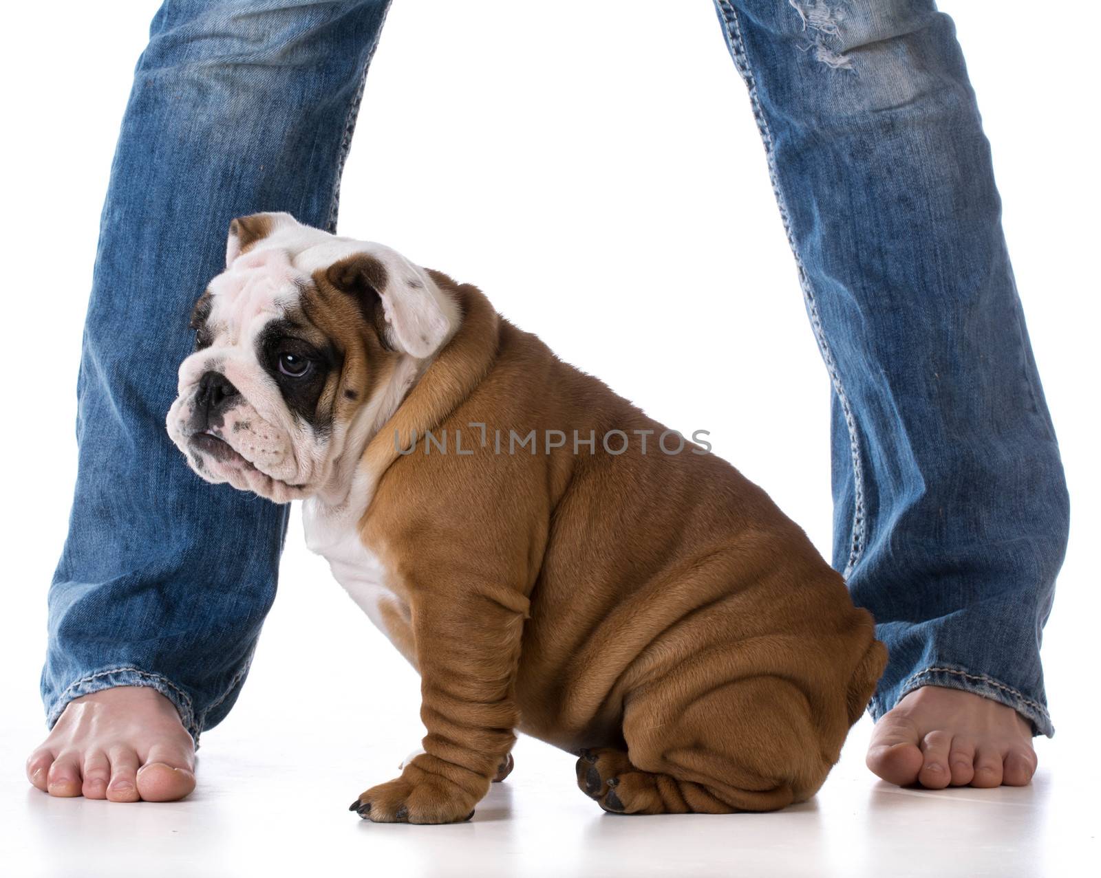 woman's legs with puppy sitting at her feet - bulldog