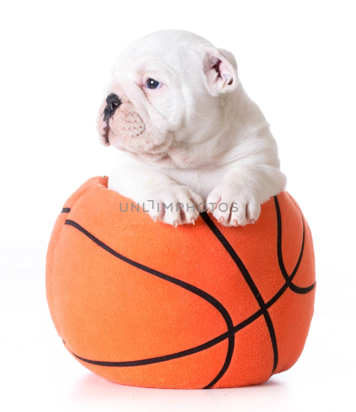 sports hound - bulldog puppy inside a stuffed basketball - 7 weeks old
